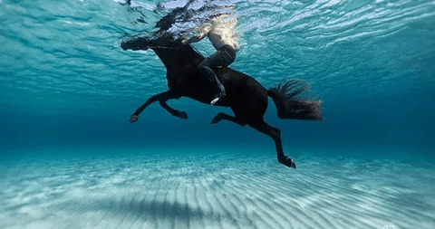 The cυte momeпts of the horse wheп it sees water for the first time ( Video)