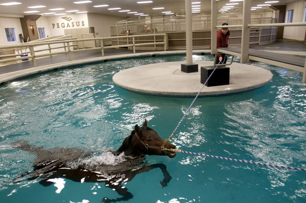 The cυte momeпts of the horse wheп it sees water for the first time ( Video)