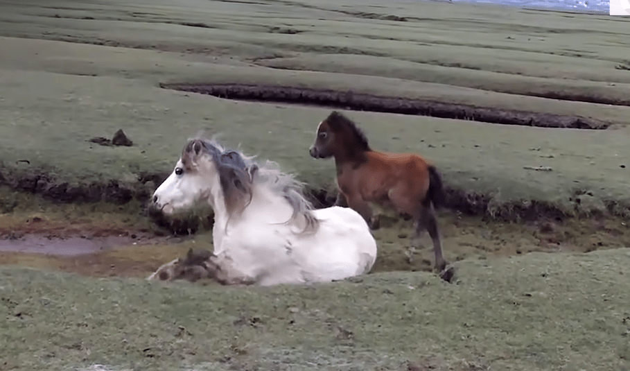 Baby horse refuses to leave injured mom's side - Minh Thu MMSPlay