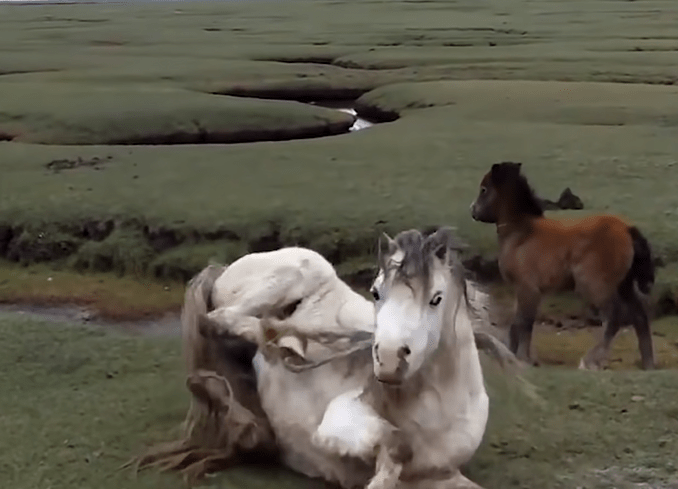 Baby horse refuses to leave injured mom's side - Minh Thu MMSPlay