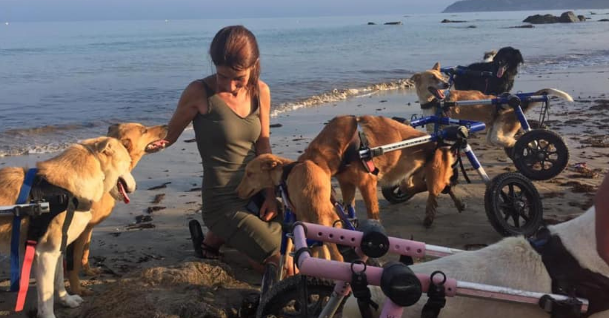 Disabled Dogs In Wheelchairs Go To The Beach And Run In The Sand For The First Time