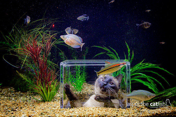 Family Designs A Custom Aquarium For Their Cat Who Loves Watching Fish