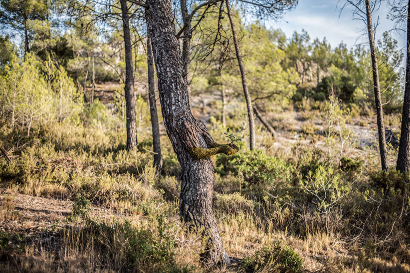 Absolutely Astonishing! Monsieur Plant's Surreal Metamorphosis Turns A Human Into A Tree, Spotlighting The Incredible Power Of Human Creativity - Nature and Life