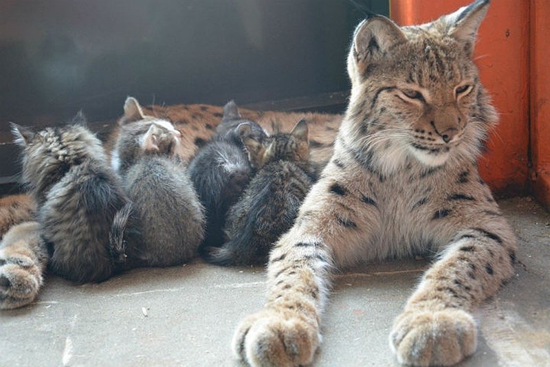 "Irkutsk Zoo's Lynx Becomes Surrogate Mother to Four Adorable Kittens" - Yeudon