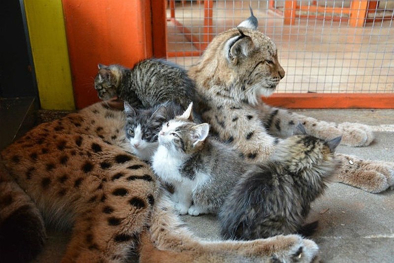 "Irkutsk Zoo's Lynx Becomes Surrogate Mother to Four Adorable Kittens" - Yeudon