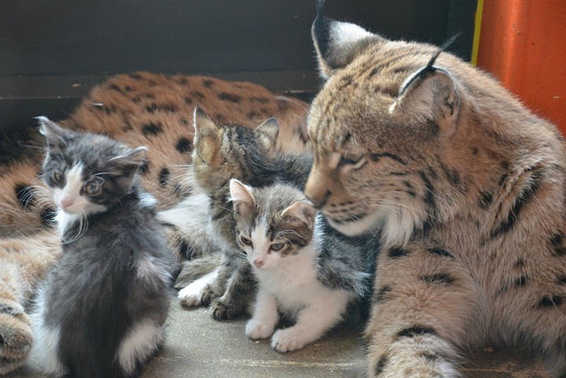 "Irkutsk Zoo's Lynx Becomes Surrogate Mother to Four Adorable Kittens" - Yeudon