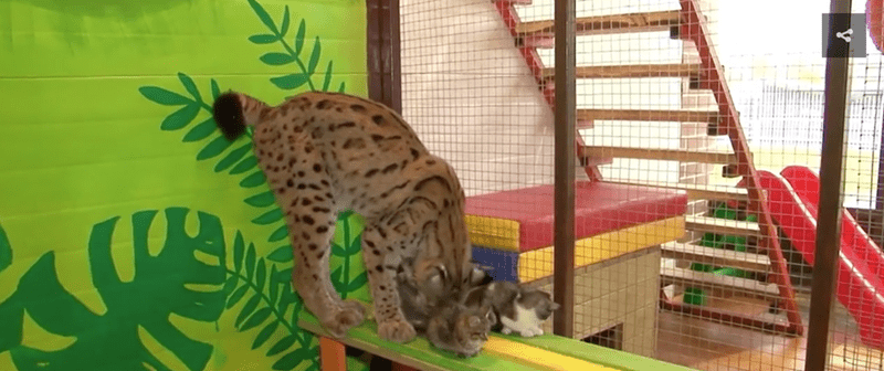 "Irkutsk Zoo's Lynx Becomes Surrogate Mother to Four Adorable Kittens" - Yeudon