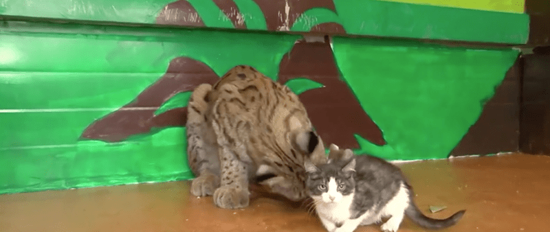 "Irkutsk Zoo's Lynx Becomes Surrogate Mother to Four Adorable Kittens" - Yeudon