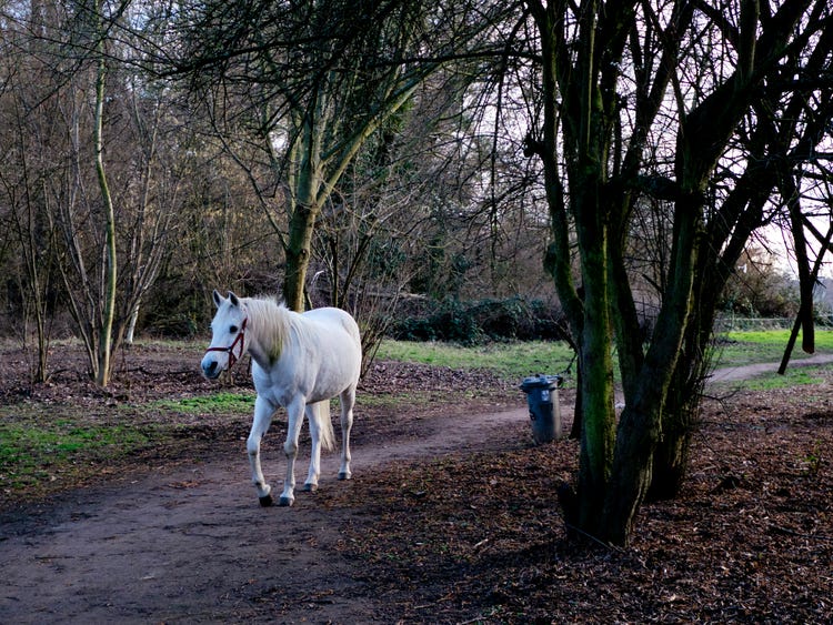 Jenny - The Horse Who Takes Herself for a Walk Every Morning in Frankfurt After Owner Becomes Unable To Ride - Sporting ABC