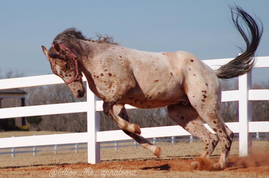 “Meet Tattoo: The Enchanting Appaloosa Horse Sporting a Unique ‘Leopard-Spotted’ Coat”