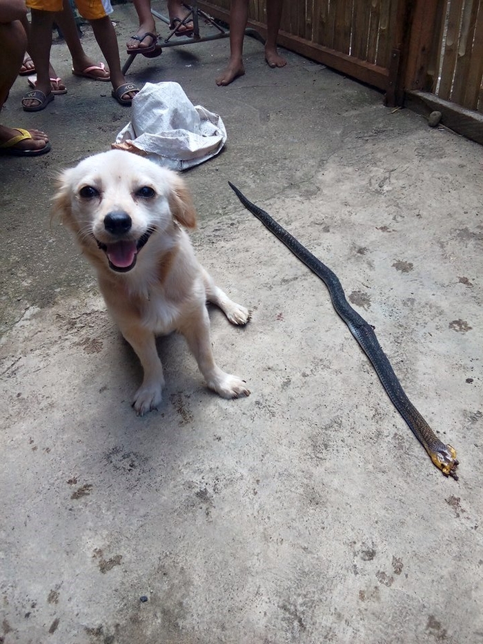 The Heroic Dog's Joyful Look Before Sacrificing His Life to Save Owner from рoіѕoпoᴜѕ Snake Ьіte