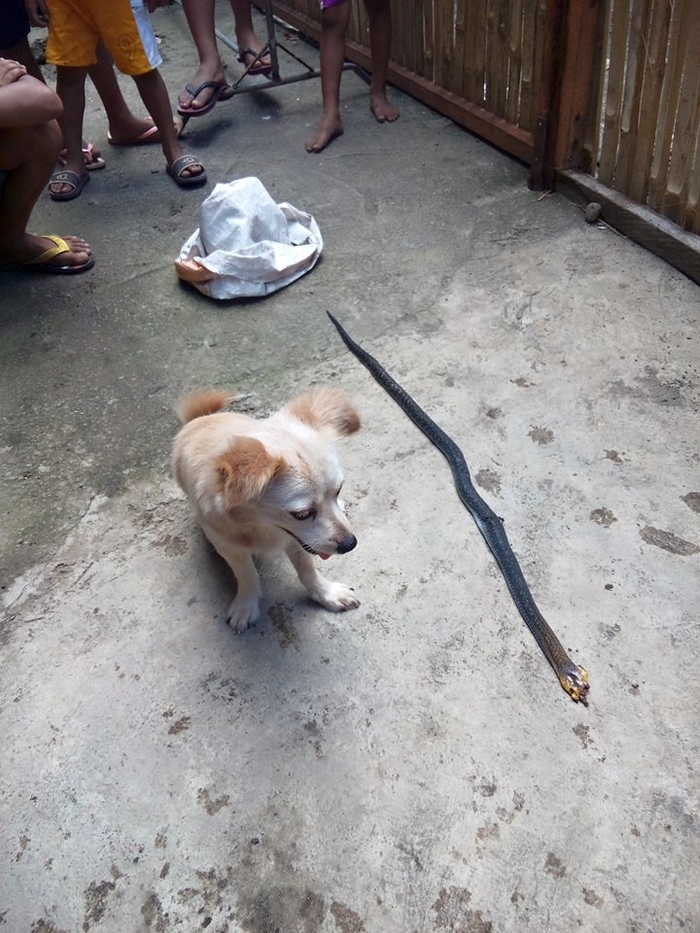 The Heroic Dog's Joyful Look Before Sacrificing His Life to Save Owner from рoіѕoпoᴜѕ Snake Ьіte