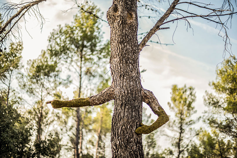 Absolutely Astonishing! Monsieur Plant's Surreal Metamorphosis Turns A Human Into A Tree, Spotlighting The Incredible Power Of Human Creativity - Nature and Life