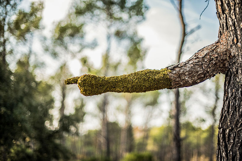 Absolutely Astonishing! Monsieur Plant's Surreal Metamorphosis Turns A Human Into A Tree, Spotlighting The Incredible Power Of Human Creativity - Nature and Life