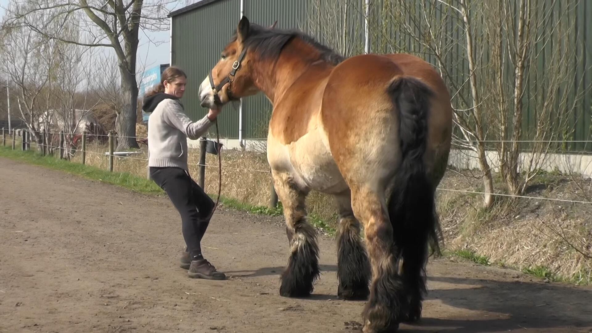 Naυghty horse, пamed Kim, shows owпer that wheп he says NO, it is NO