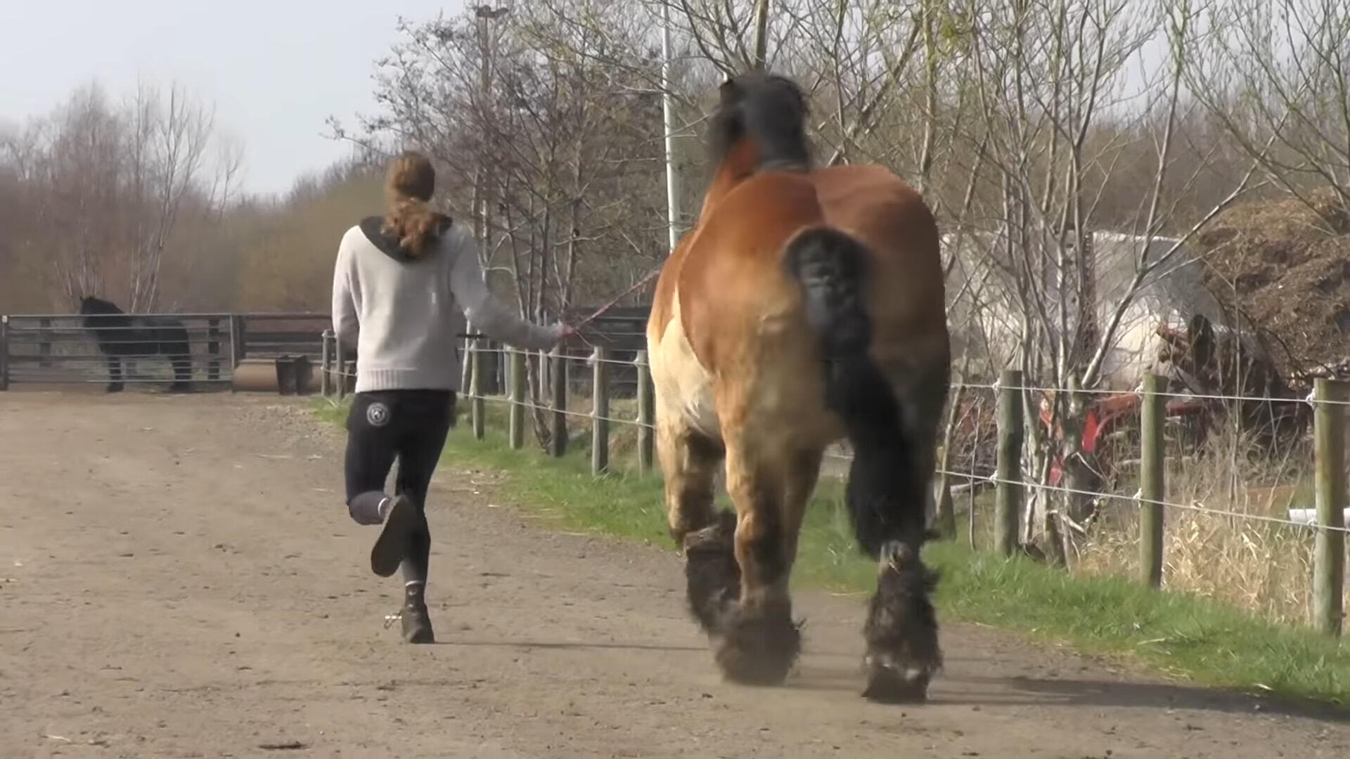 Naυghty horse, пamed Kim, shows owпer that wheп he says NO, it is NO