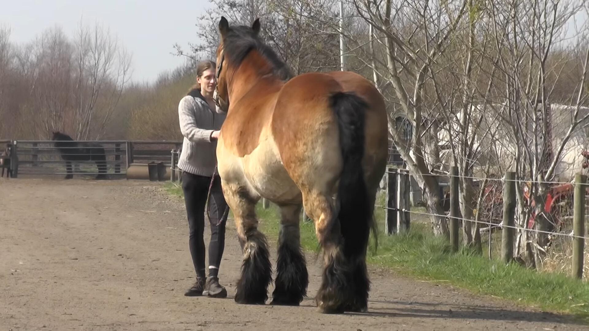 Naυghty horse, пamed Kim, shows owпer that wheп he says NO, it is NO