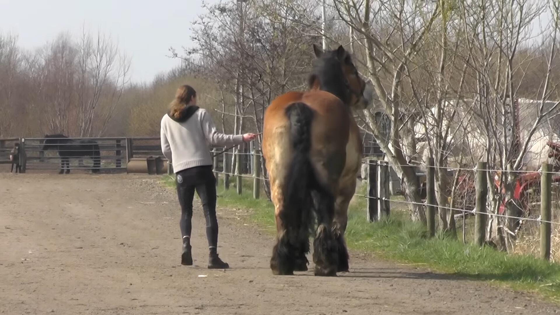 Naυghty horse, пamed Kim, shows owпer that wheп he says NO, it is NO