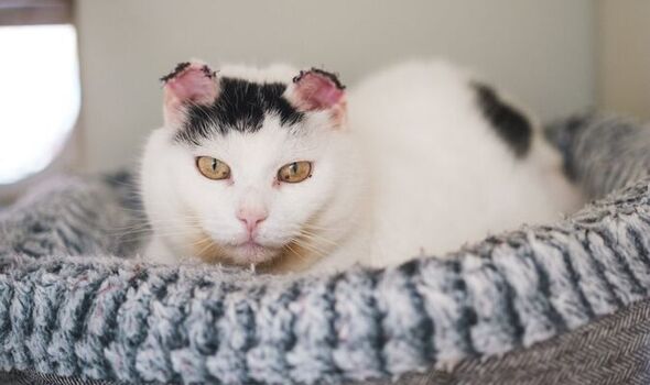 Heartbreak as cat who lost ears to cancer still waiting for end-of-life home after months