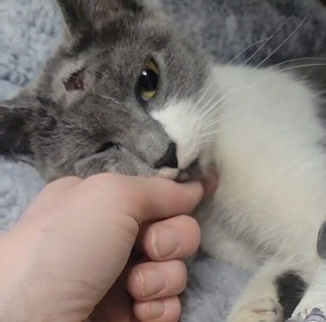 Cat Savagely Stabbed In The Head With Pliers Recovering In New Forever Home