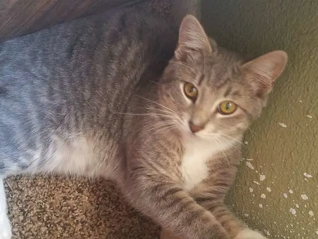 Cat Lost In Wildfire Reunited with Family, Owner Sheds Tears of Joy