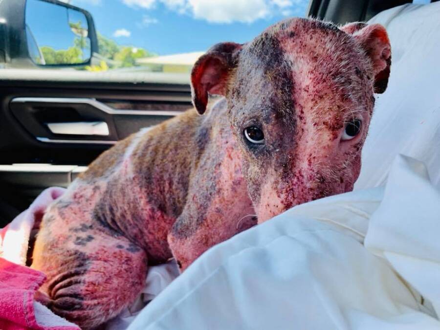 Badly Injured Dog Rescued After Being Buried Alive In The Sand in Hawaii