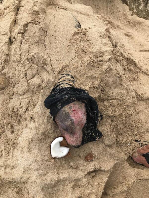 Badly Injured Dog Rescued After Being Buried Alive In The Sand in Hawaii