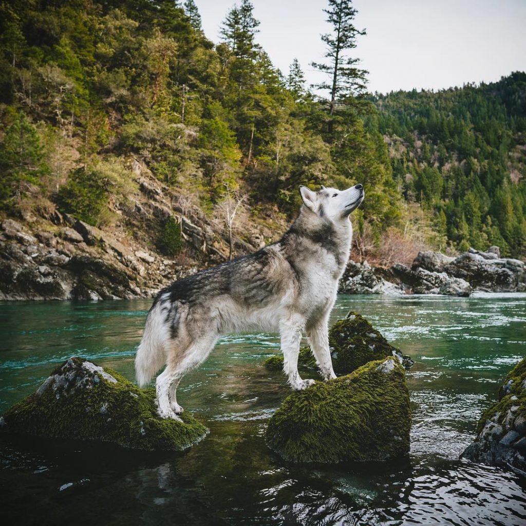 Guy Takes His Wolfdog On Adventures Because He Doesn’t Like To See Dogs Locked Away