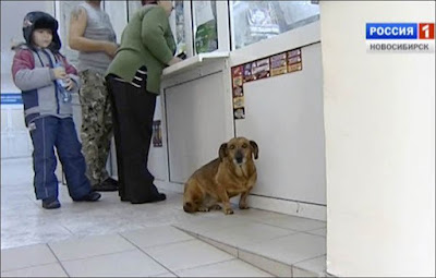 Loyal dog finds home at hospital where its human is gone forever