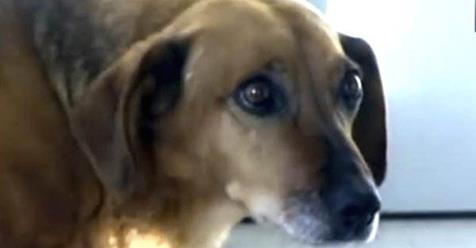 Loyal dog finds home at hospital where its human is gone forever