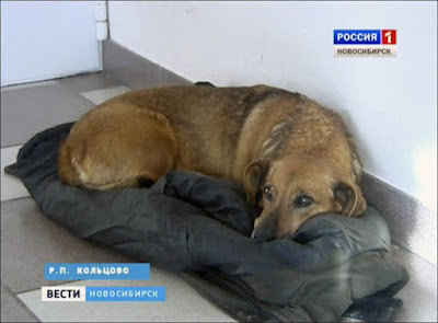 Loyal dog finds home at hospital where its human is gone forever