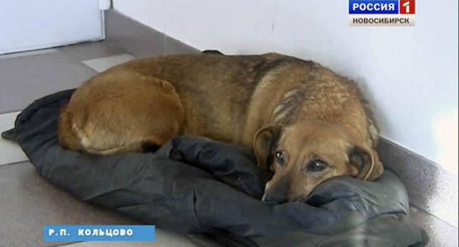 Loyal dog finds home at hospital where its human is gone forever