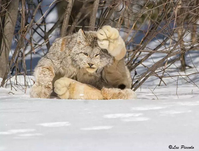 Meet The Stunning Big-Pawed Canadian Lynx – One Of The Rarest Big Cats In The World