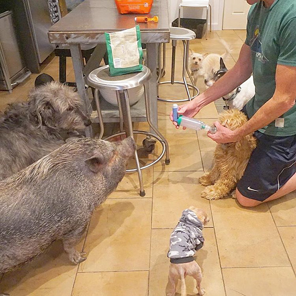 Man Devotes His Life To Adopting Old Dogs Who Can’t Find Forever Homes