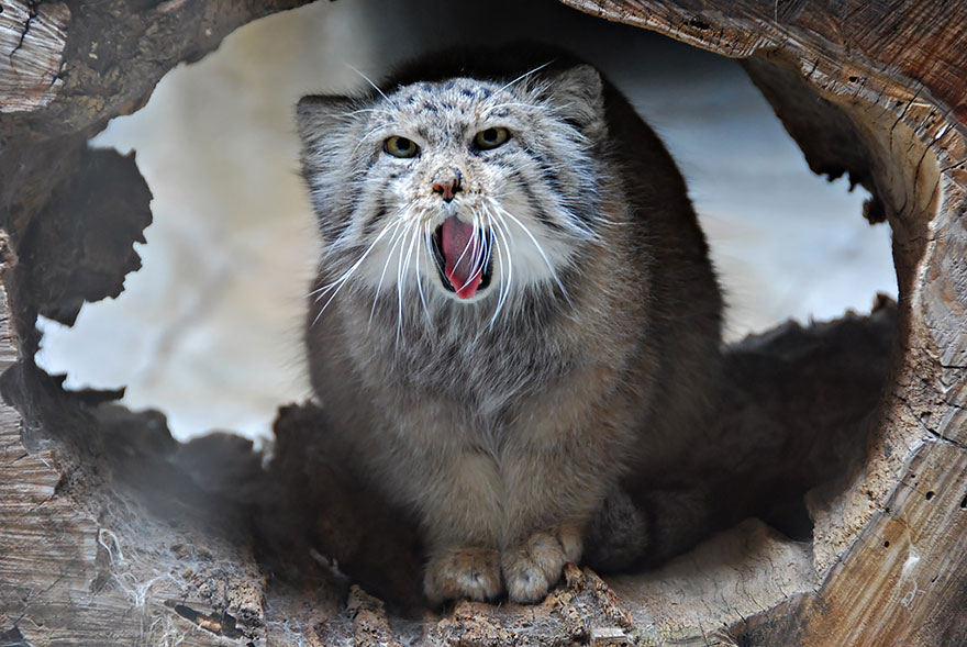 "The Unique Expressiveness of the Manul Cat: Exploring Its Fascinating Traits" - Yeudon