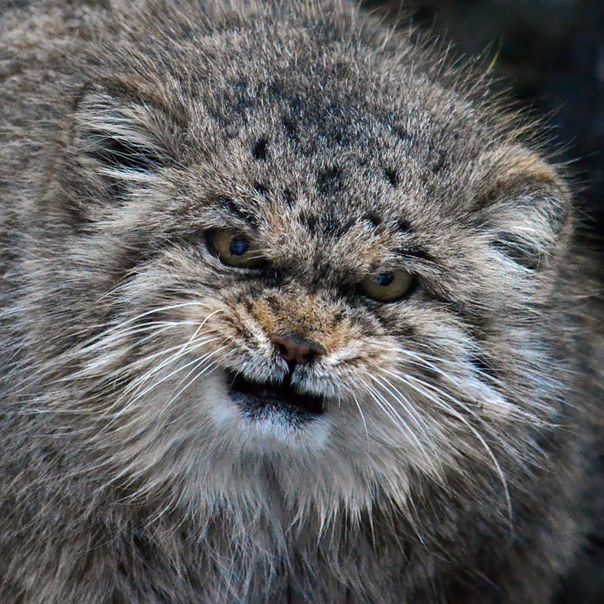 "The Unique Expressiveness of the Manul Cat: Exploring Its Fascinating Traits" - Yeudon