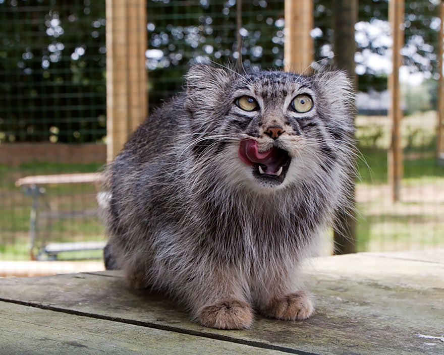 "The Unique Expressiveness of the Manul Cat: Exploring Its Fascinating Traits" - Yeudon