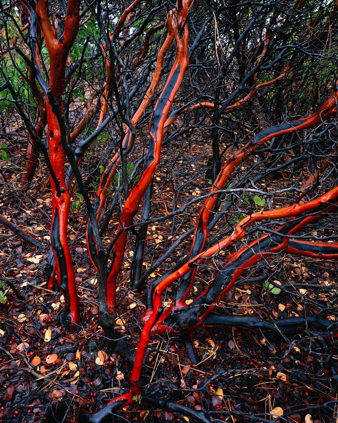 Unearthing Earth's Most Extraordinarily Rare Red-Colored Trees: Exploring Their Beauty, Significance, And Perilous Status - Nature and Life