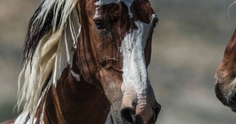 Behind The Fascinating Life Of America's Legendary Wild Horse Picasso