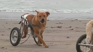 Disabled Dogs In Wheelchairs Go To The Beach And Run In The Sand For The First Time