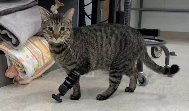 3-Legged Shelter Cat Gets Prosthetic Leg