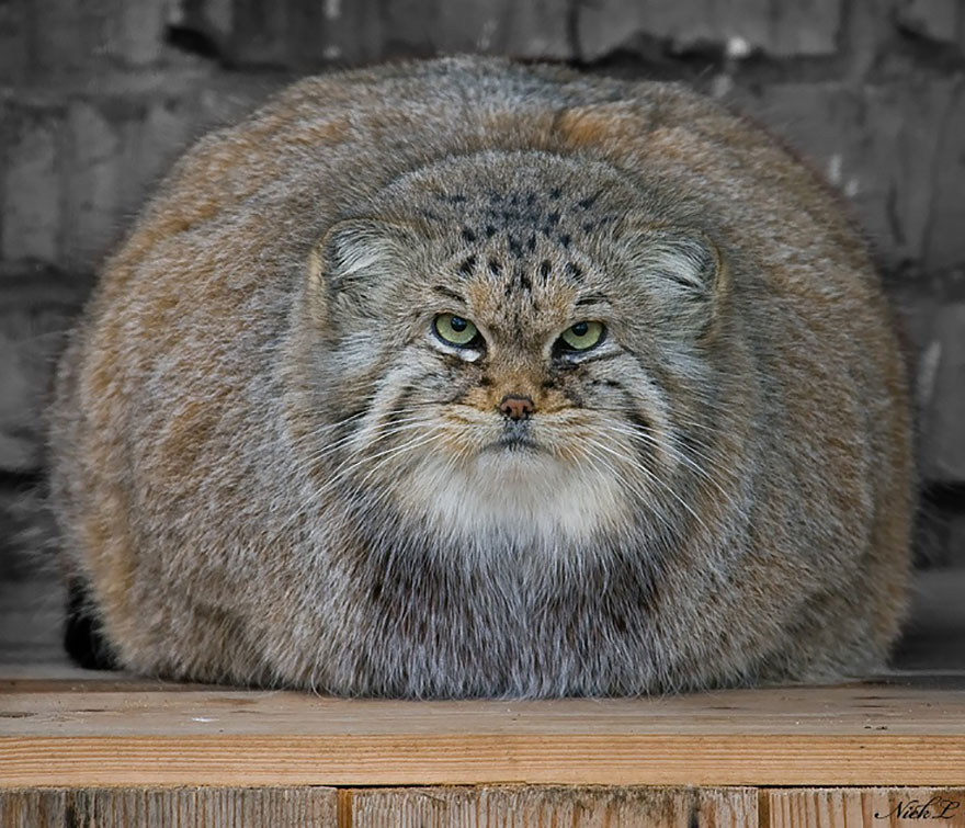 "The Unique Expressiveness of the Manul Cat: Exploring Its Fascinating Traits" - Yeudon