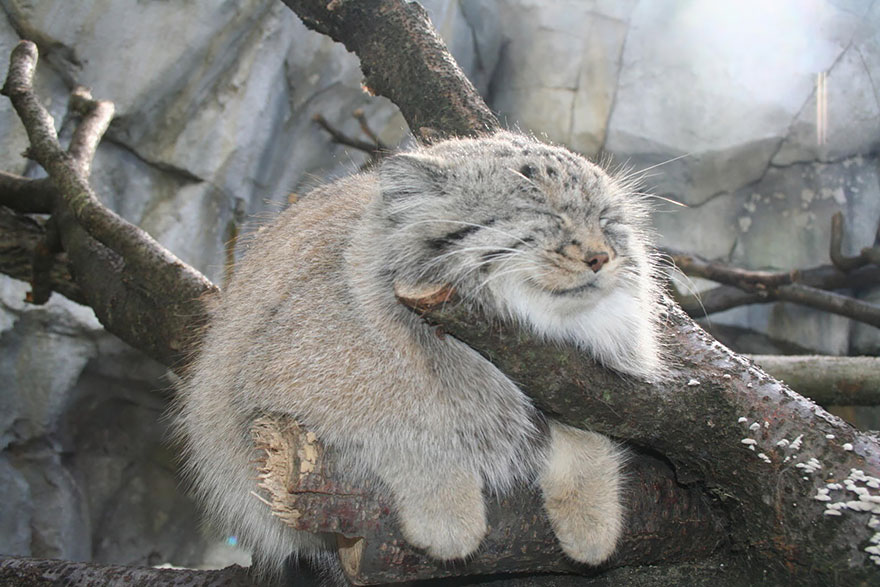 "The Unique Expressiveness of the Manul Cat: Exploring Its Fascinating Traits" - Yeudon