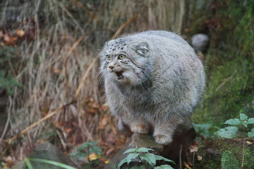 "The Unique Expressiveness of the Manul Cat: Exploring Its Fascinating Traits" - Yeudon