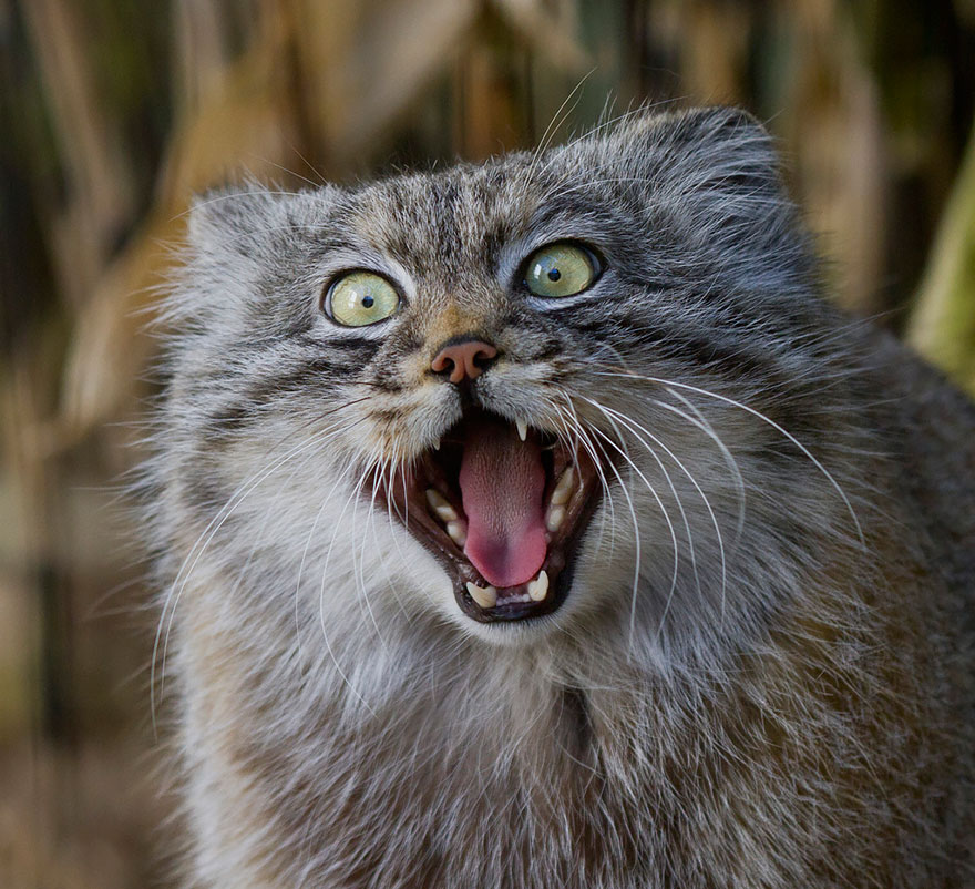 "The Unique Expressiveness of the Manul Cat: Exploring Its Fascinating Traits" - Yeudon