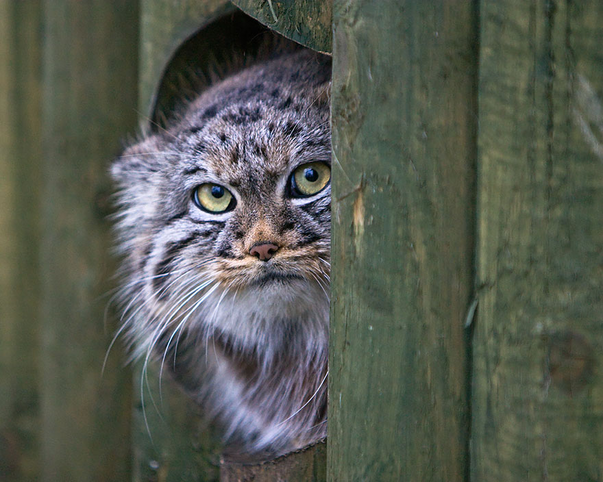 "The Unique Expressiveness of the Manul Cat: Exploring Its Fascinating Traits" - Yeudon