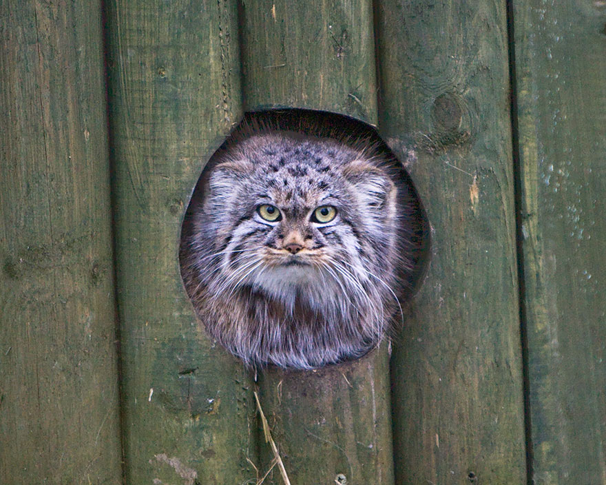 "The Unique Expressiveness of the Manul Cat: Exploring Its Fascinating Traits" - Yeudon