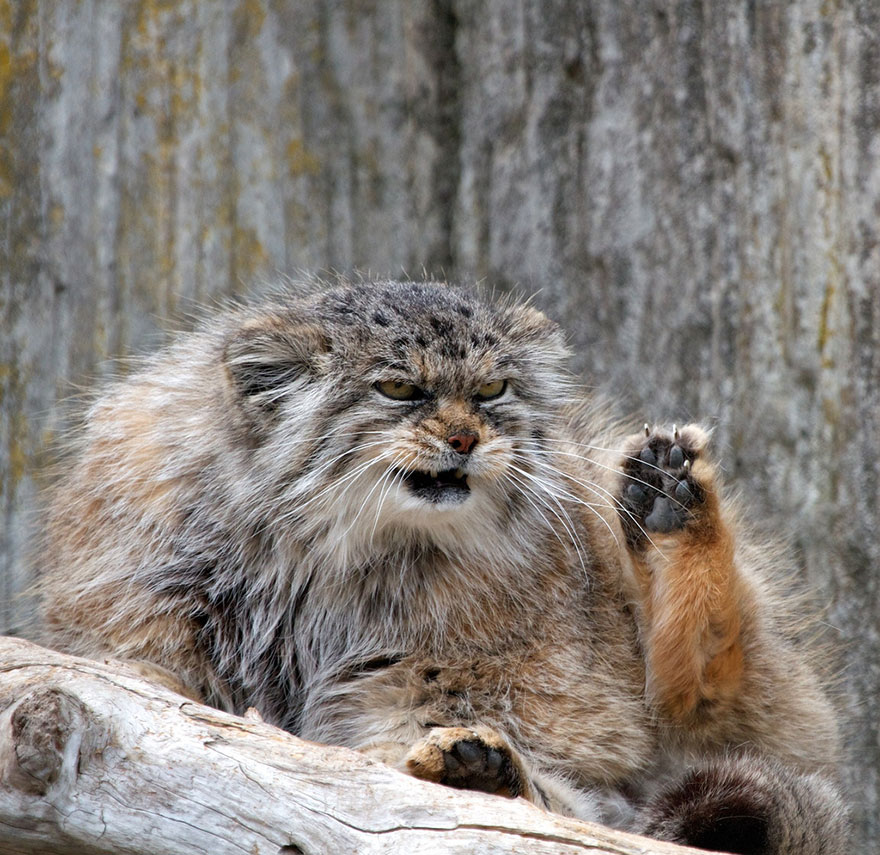 "The Unique Expressiveness of the Manul Cat: Exploring Its Fascinating Traits" - Yeudon