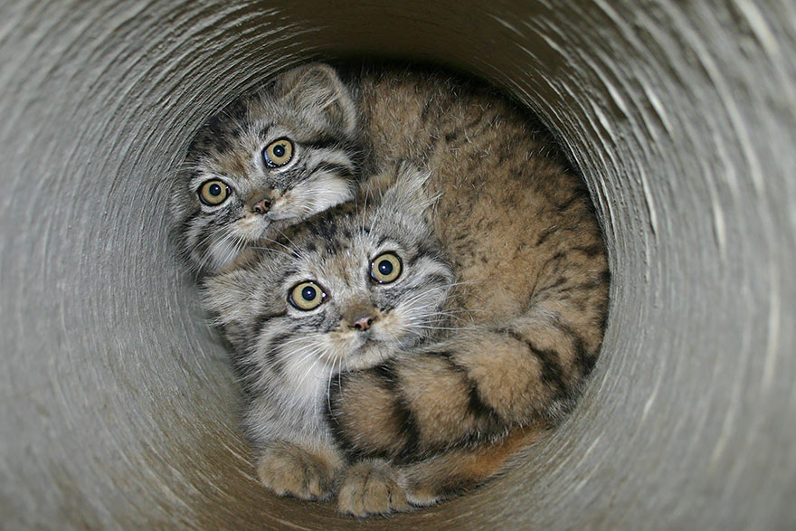 "The Unique Expressiveness of the Manul Cat: Exploring Its Fascinating Traits" - Yeudon