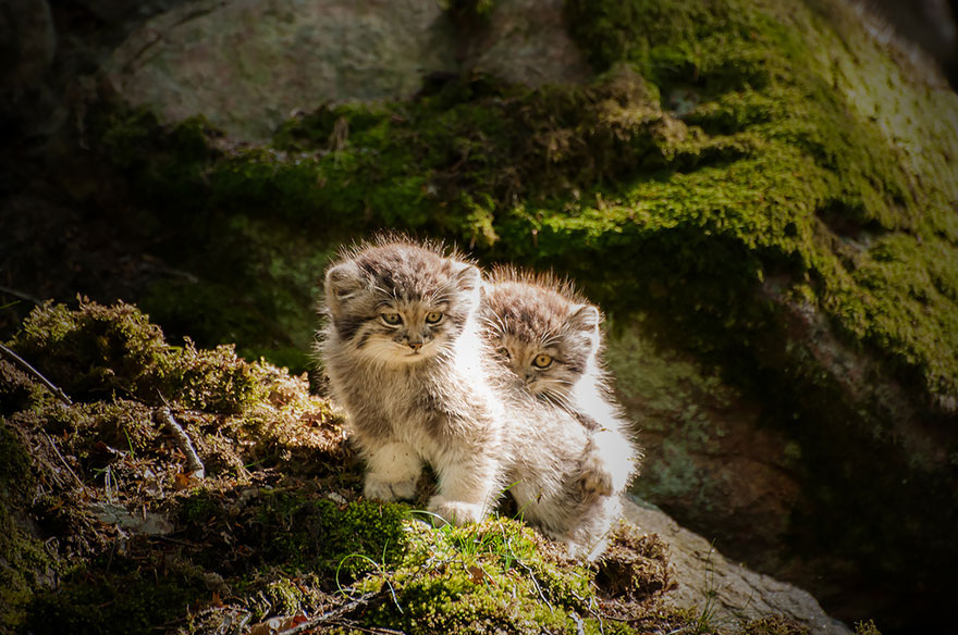 "The Unique Expressiveness of the Manul Cat: Exploring Its Fascinating Traits" - Yeudon